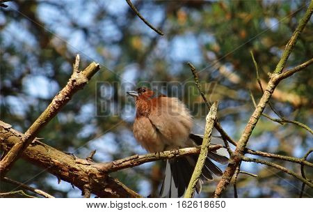 Common chaffinch, lat. Fringilla coelebs, enjoys the sunshine in spring sitting on brown leafless branches. Brightly coloured finch with blue-grey cap and back and rust-red underparts.