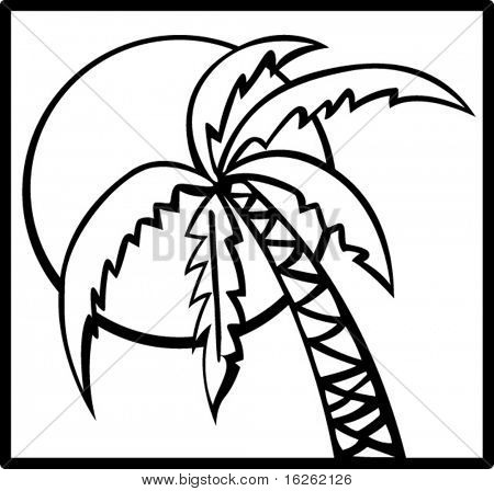 palm tree in the sun