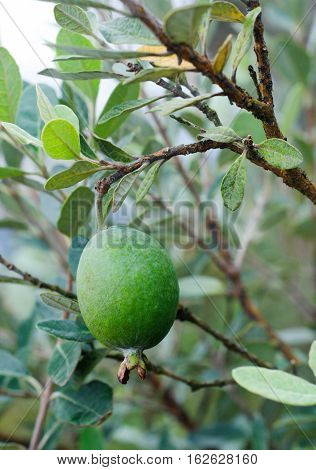 Feijoa tree twig with fruit (Acca),tropical tree
