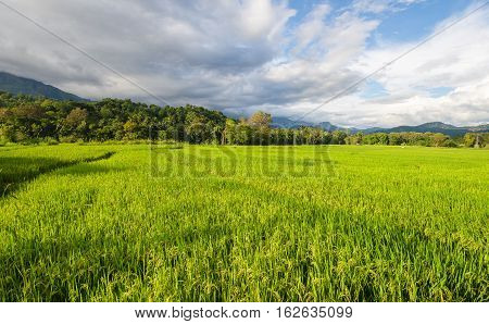 Rice Fields of knuckles mountain range, Sri Lanka.