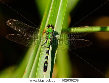Eastern Pondhawk Dragonfly (Erythemis simplicicollis) on a wide blade of grass.
