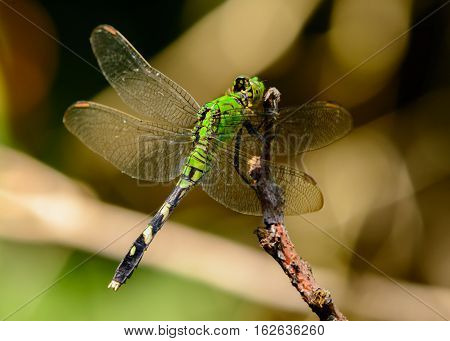 Female Eastern Pondhawk Dragonfly (Erythemis simplicicollis). Vivid green eyes emerald green body