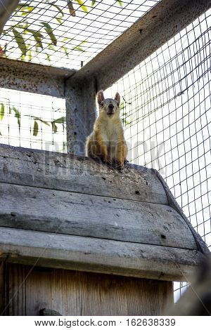 red squirell (Sciurus vulgaris) in the cage