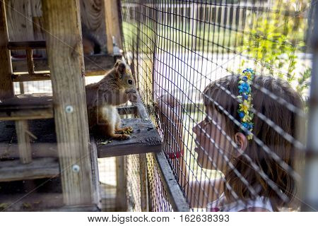 close-up little girl feeding a red squirell (Sciurus vulgaris) barberry