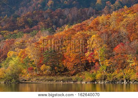 Beautiful autumn scene at Biwa lake on Mt.Shigakogen, Japan.