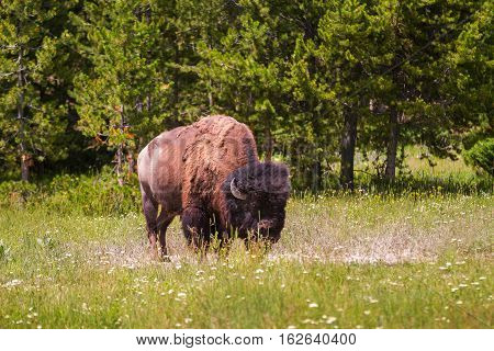 Single Bison Grazing in Yellowstone National Park United States