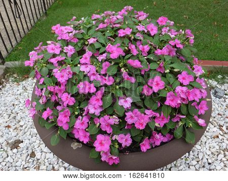 Outdoor Bush of little Purple Flowers in a Pot
