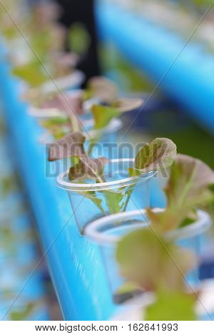 Young red batavia lettuce hydroponics vegetable farm in Thailand.