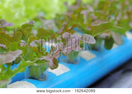 Young red batavia lettuce hydroponics vegetable farm in Thailand.