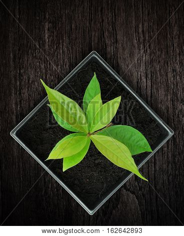 Young plant in pot over wood background.