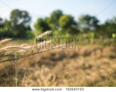 Selective focus desho grass Pennisetum pedicellatum with blurred nature behind