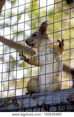 close-up red squirell (Sciurus vulgaris) in cage