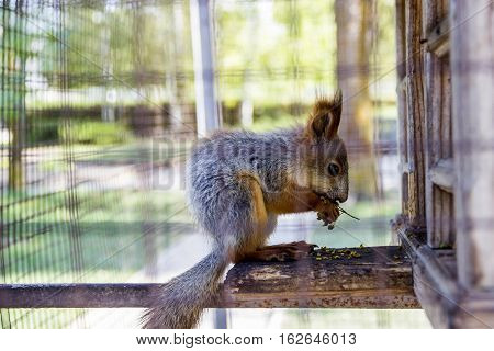 close-up red squirell (Sciurus vulgaris) eat the barberry in the cage