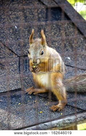 close-up red squirell (Sciurus vulgaris) eat the barberry in the cage