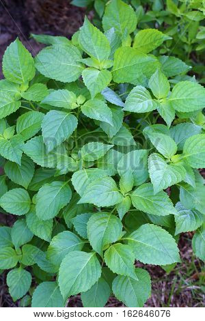 Tree Basil Caraway plant in garden(Shrubby basil Ocimum gratissimum)