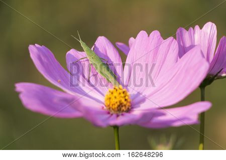 Grasshopper on purple flowers in the park