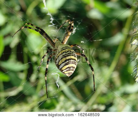wasp spider sitting on a spider web on a green background.