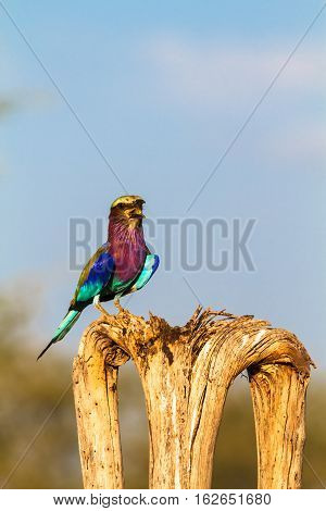 Roller on the tree. SweetWaters park. Kenya, Africa