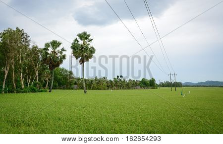 Landscape Of Countryside In Mekong Delta, Vietnam