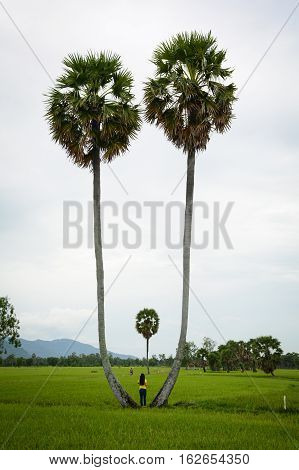 Landscape Of Countryside In Mekong Delta, Vietnam