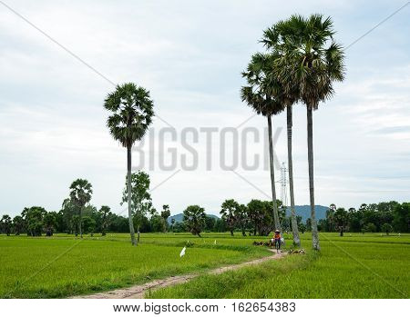Landscape Of Countryside In Mekong Delta, Vietnam