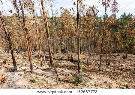 Eucalyptus forest sprouting after overcoming a fire
