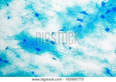 Cell Microscopic- Motor Neurous