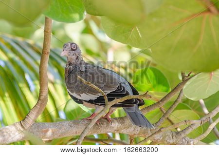 Close Up Of A Pigeon Bird On A Branch
