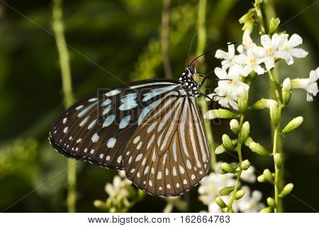 Blue glassy tiger Ideopsis similis butterfly feed on the flower