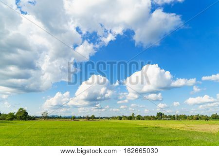 Green rice field with cloudy blue sky background countryside background .