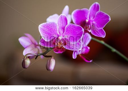 Branch of purple orchid inflorecence process yet