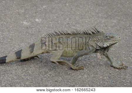 Close Up Of An Iguana 0(iguana Iguana)