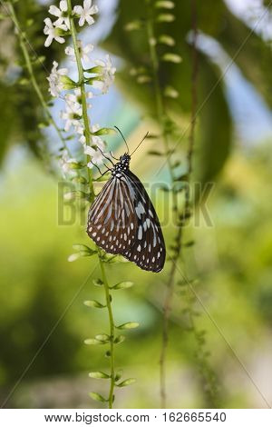 Blue glassy tiger Ideopsis similis butterfly on the flower