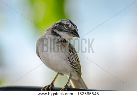 Close Up Of A Rufous Collared Sparrow Perched