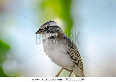 Close Up Of A Rufous Collared Sparrow Perched