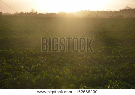 Field sunlight green lightness nobody sun sunset