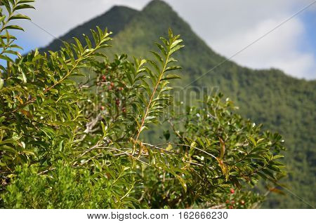 Mountain reunion island green fruits plants tree
