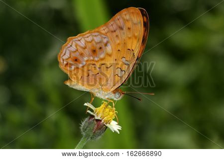 Small leopard Phalanta alcippe alcippoides tropical butterfly