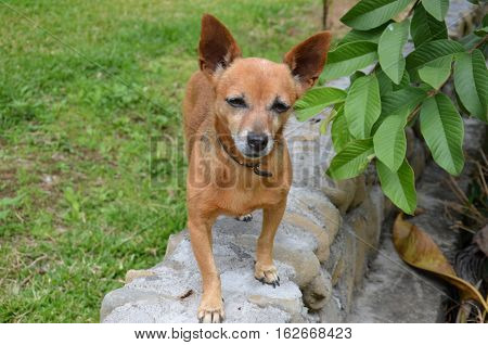 Dog small  brown nature grass wall look