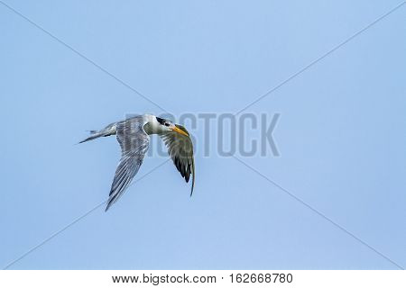 Little tern in Kalpitiya lagoon, Sri Lanka ; specie Sterna albifrons family of Laridae