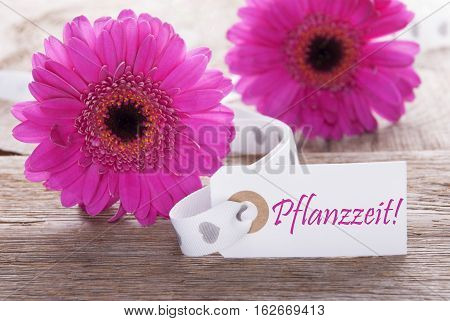 Label With German Text Pflanzzeit Means Planting Season. Pink Spring Gerbera Blossom. Vintage, Rutic Or Aged Wooden Background. Card For Spring Greetings.