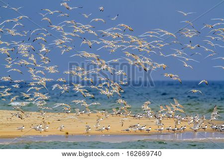 Little tern in Kalpitiya lagoon, Sri Lanka ; specie Sterna albifrons family of Laridae
