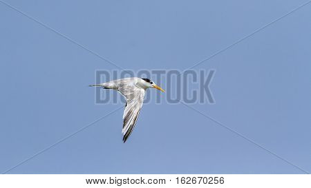 Little tern in Kalpitiya lagoon, Sri Lanka ; specie Sterna albifrons family of Laridae