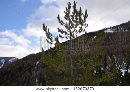 Tree mountain snow winter conifere sky blue