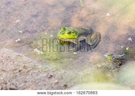 Bullfrog Hiding In The Water In A Slimy Swamp