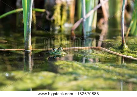 Bullfrog Hiding Among The Reeds In A Slimy Swamp