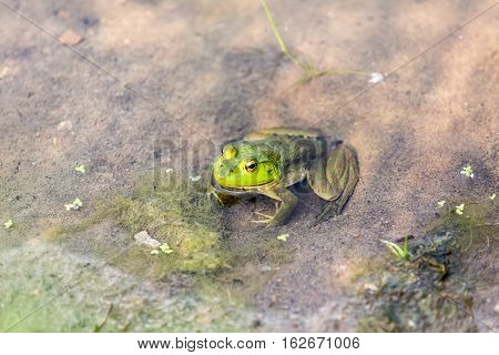 Bullfrog Hiding In The Water In A Slimy Swamp