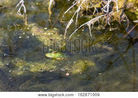 Bullfrog Hiding In The Water In A Slimy Swamp