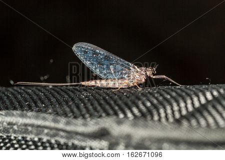 Small mayfly lit sitting on a textile bag