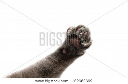 home  animal gray cat paw on white background
